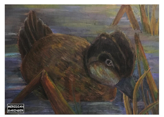 Root Beer, ruddy duck experiment w/ crayons for Fed. Duck Stamp (did not enter)
