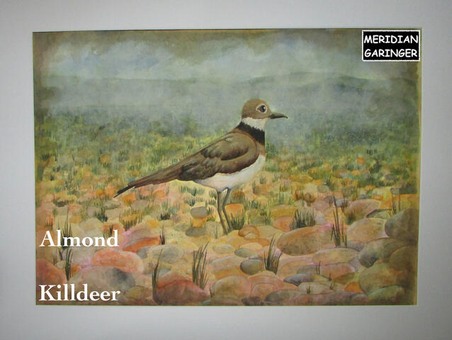 Almond, Killdeer for 2027 PA WTFW contest (entered, did not move onto judging)