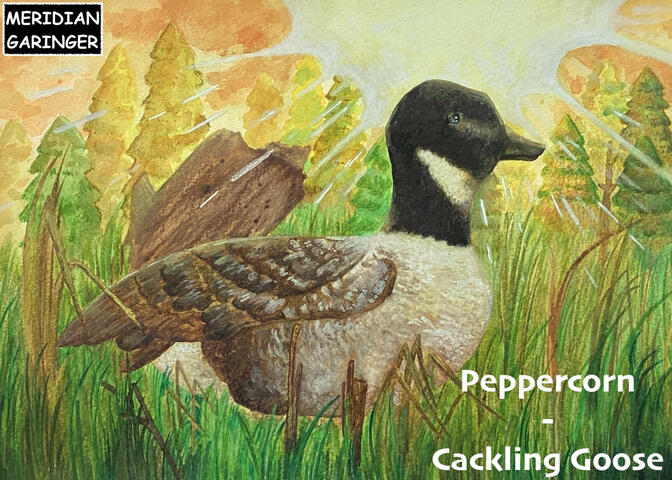Peppercorn, Cackling Goose for Federal Duck Stamp Contest 2026 (entry 19)